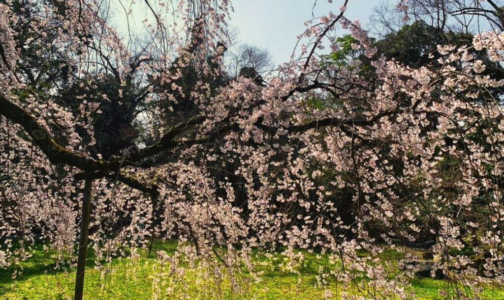 京都御所櫻花季的枝垂櫻