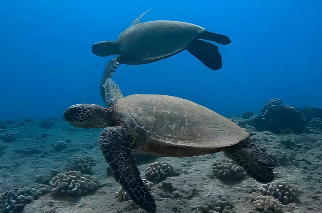 夏威夷Laniakea Beach 海龜最多