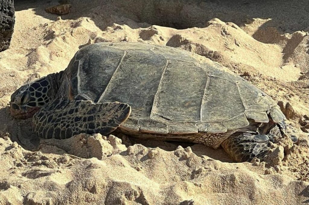 Laniakea Beach 是夏威夷海龜最多的海灘